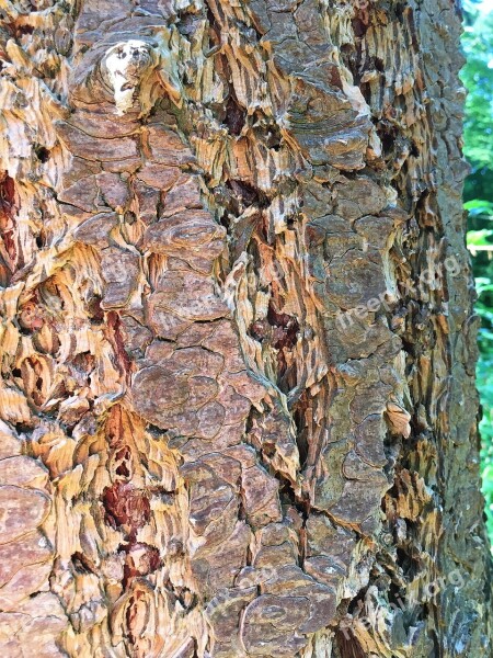 Log Tree Bark Close Up Colorful Structure