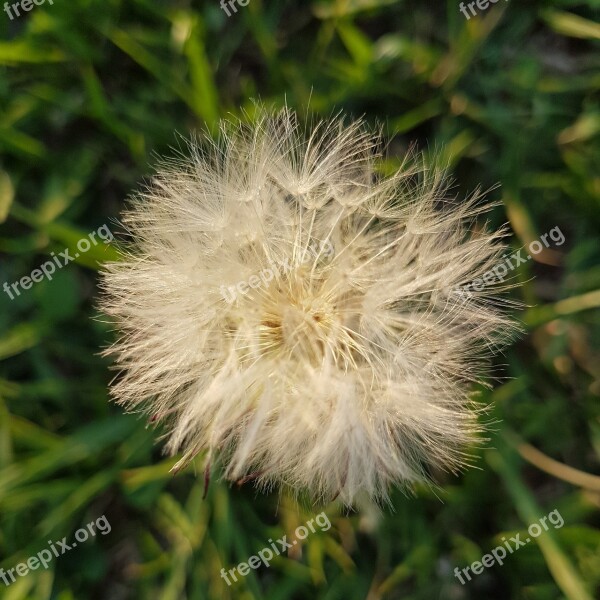 Tooth-of-lion Flower Grass Free Photos