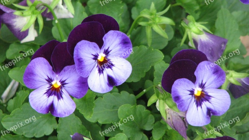 Pansies Flowers Garden Free Photos