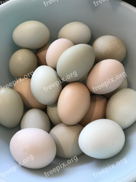 Eggs Pastel Homegrown Organic Food