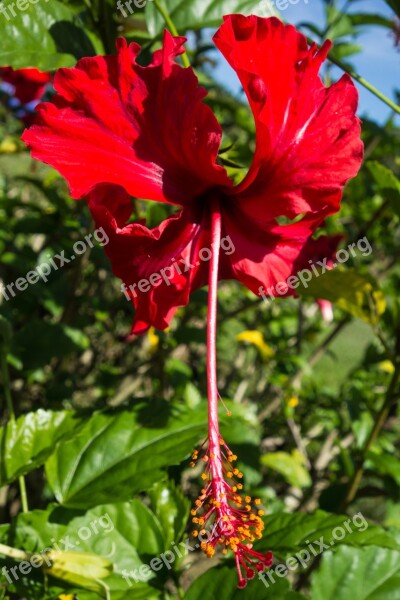 Flower Red Malaysia Borneo Tropical