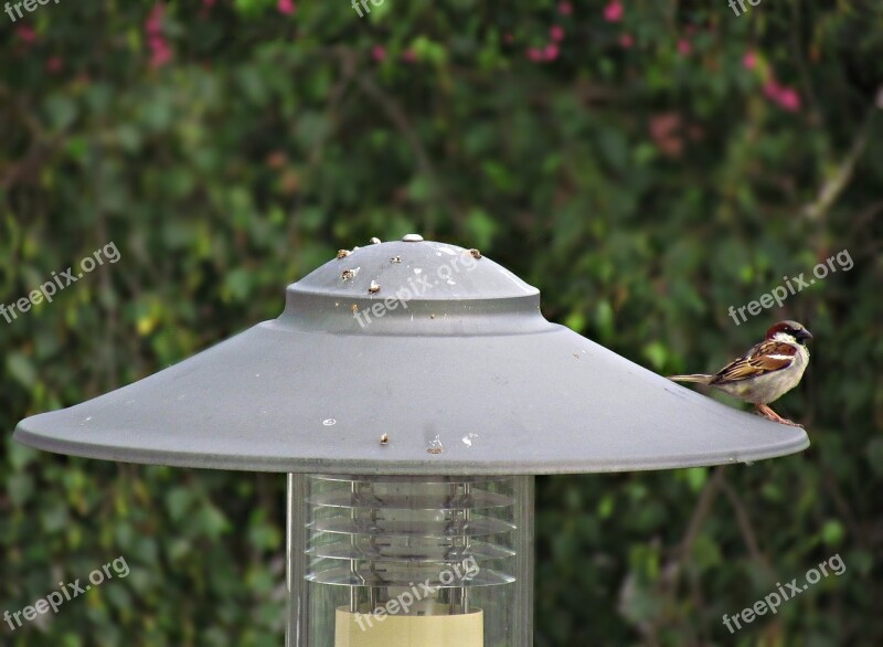 Lantern The Sparrow Bird Wróbelek Nature