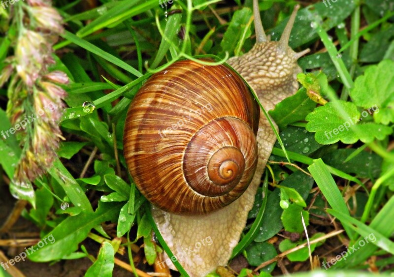 Snail Cottage Seashell Grass Nature