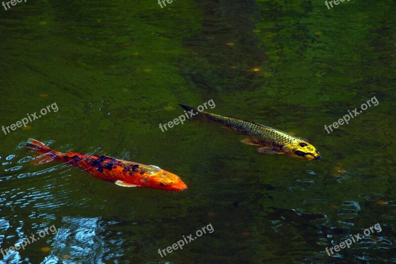 Koi Pond Fish Japan Garden