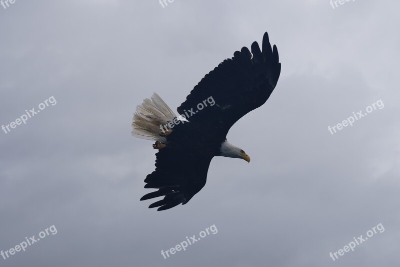 Bald Eagle Bird Free Photos