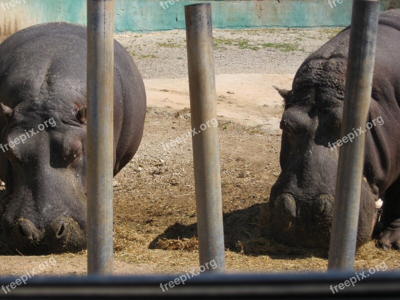 Hippo Zoo Hippopotamus Bars Animals