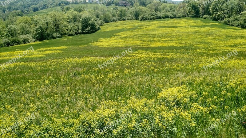 Field Wild Grasses Nature Free Photos