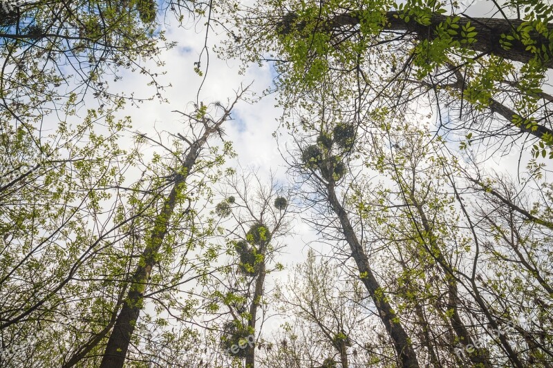 Forest Tree Trees Nature Green