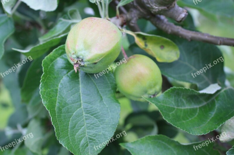 Apples Tree Map Fruit Green