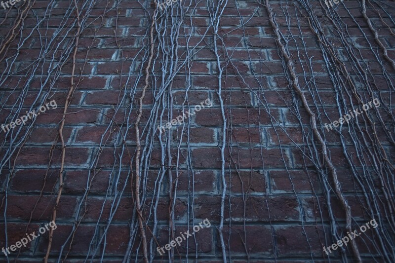 Wall Dead Wall Dead Plants Hdr Old