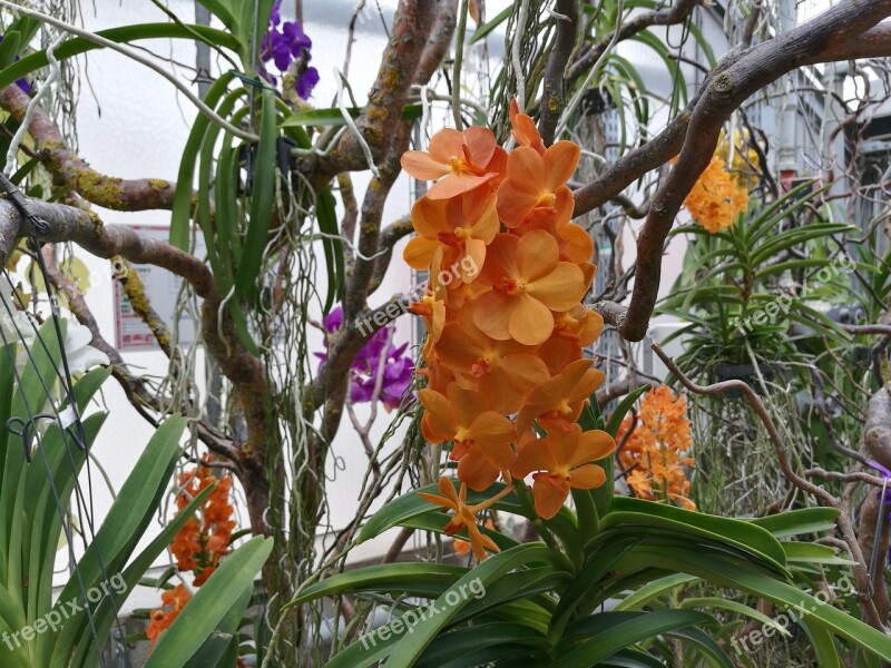 Exotic Flower Yellow Nature Bloom