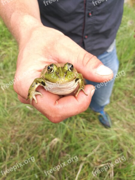 Frog Funny Cute Frogs Free Photos