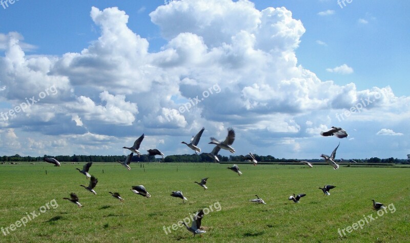 Geese Nile Goose Goose Netherlands Bird