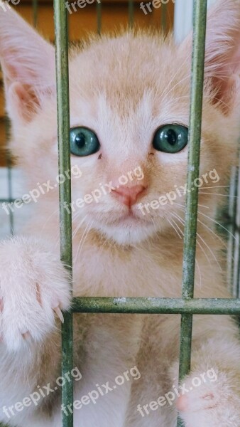 Kitten Cat Blue Eyes Animal Pet