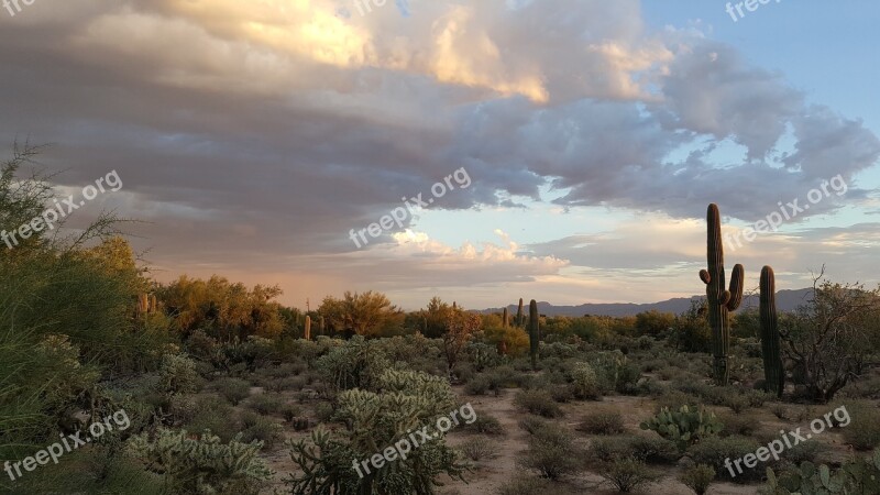 Saguaro Tucson Desert Cactus Arizona