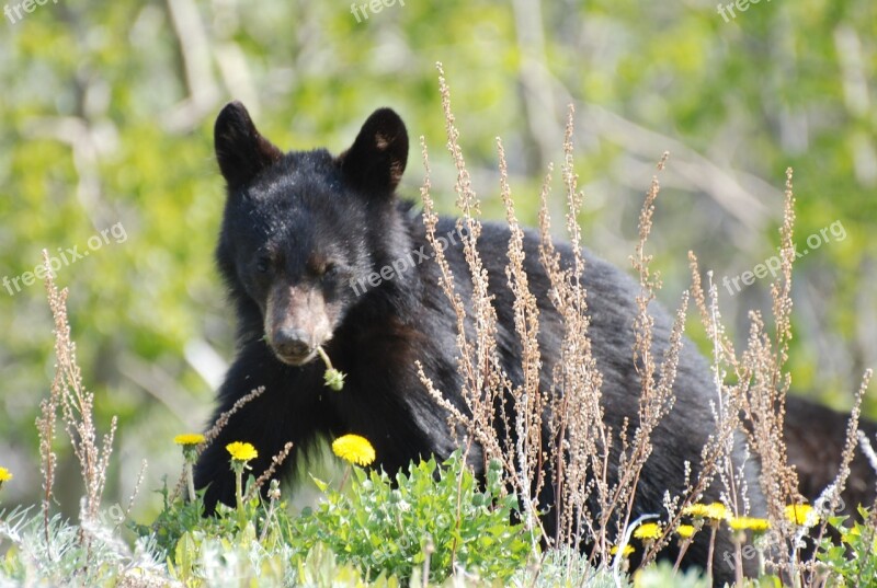 Young Bear Black Bear Canada Rocky Mountains Free Photos