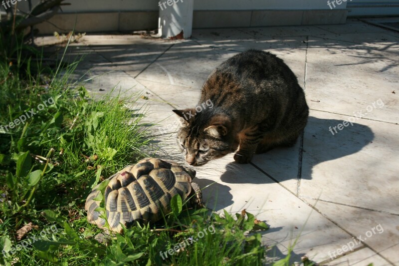 Cat Turtle Friendship Pets Animal