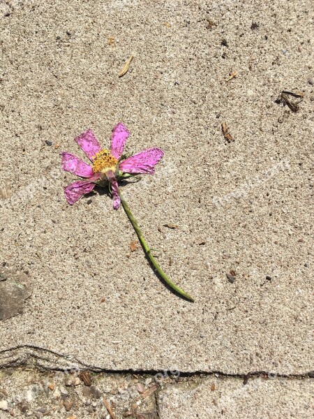 Flower Withered Faded Nature Transience