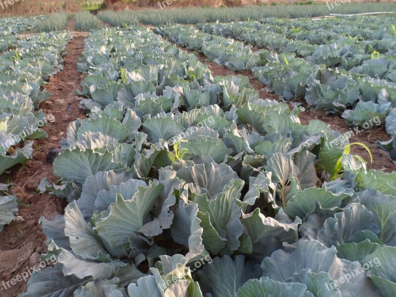 Cabbage Gardening Green Vegetable Garden