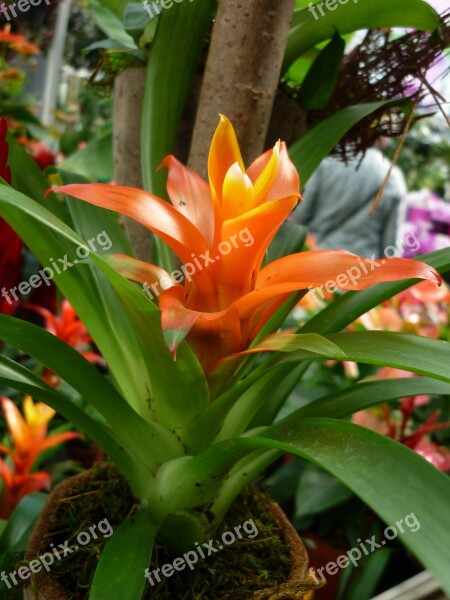 Bromeliad Flower Orange Funnel-flowering Sword-leaved