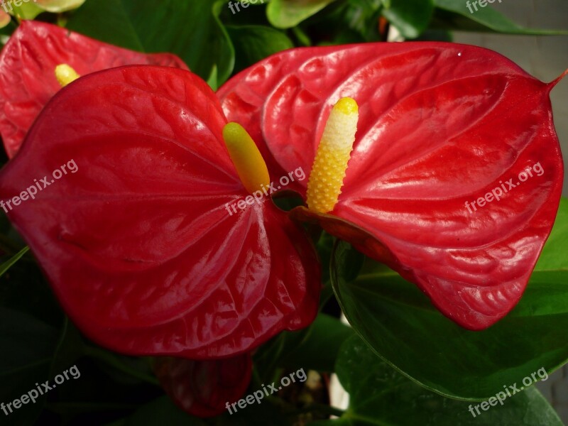 Anthurium Flower Red Shiny Blossom