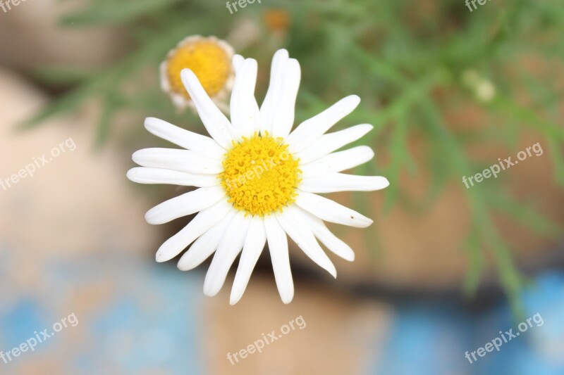 Flower Nature Plant Spring Beautiful Flower