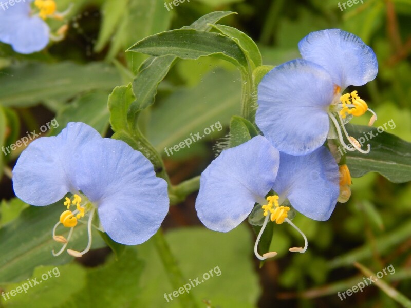 Santa Lucia Flowers Wild Blue Free Photos