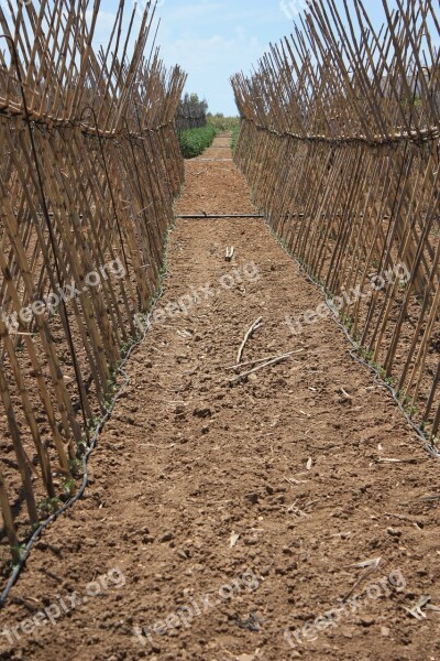 Cañas Earth Tomato Plants Agriculture Andalusia