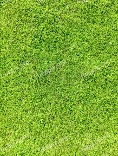 Grass Texture Nature Green Garden