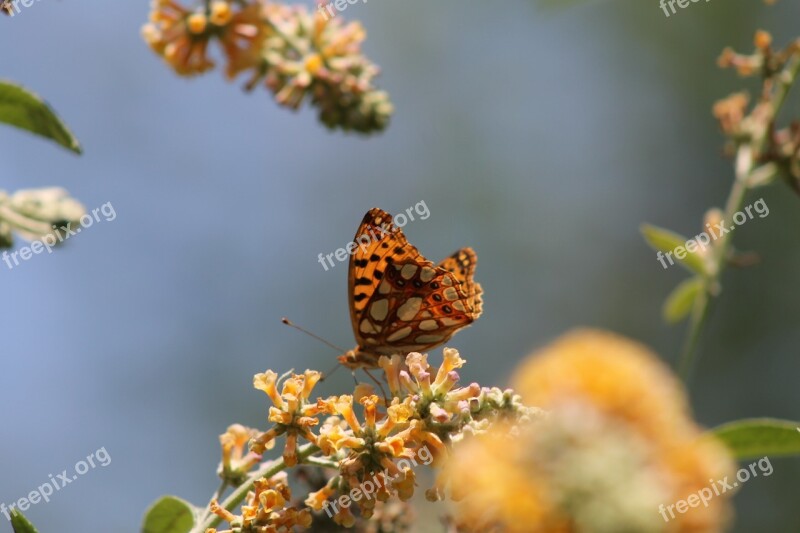 Butterfly Flower Nature Insect Admiral