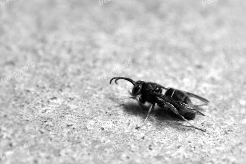 Wasp Winter Insects Free Photos