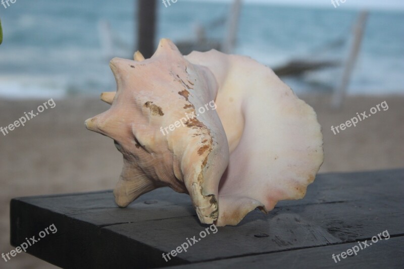 Conch Shell Beach Seashell Free Photos