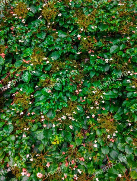 Flowers Bush Forest Texture Leaf