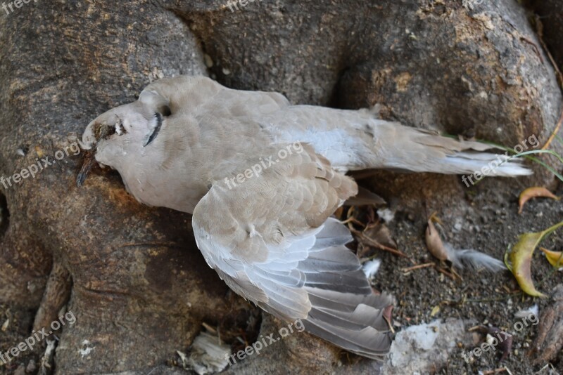 Paloma Dead Pigeon Bird Bird Dead Dead Bird