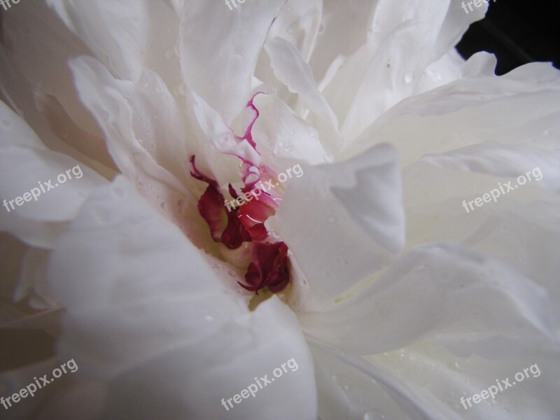 White Peony Peony White Flower Ruffled Sexy Flower