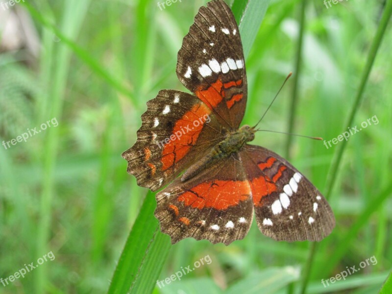 Butterfly Nature Monarch Free Photos