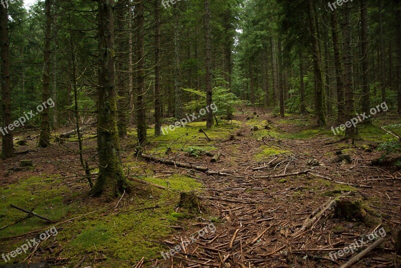 Lozere Forest Undergrowth Fir Trunks