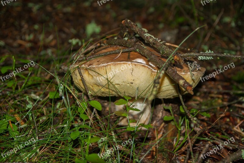 Fungus Cep Forest Undergrowth Collection