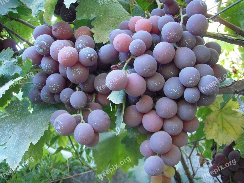 Grape Cardinal Table Grapes Cluster Galicia