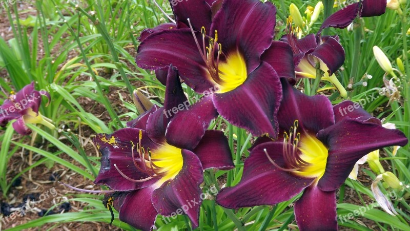 Flowers Day Lilies Garden Discount Flower Nature