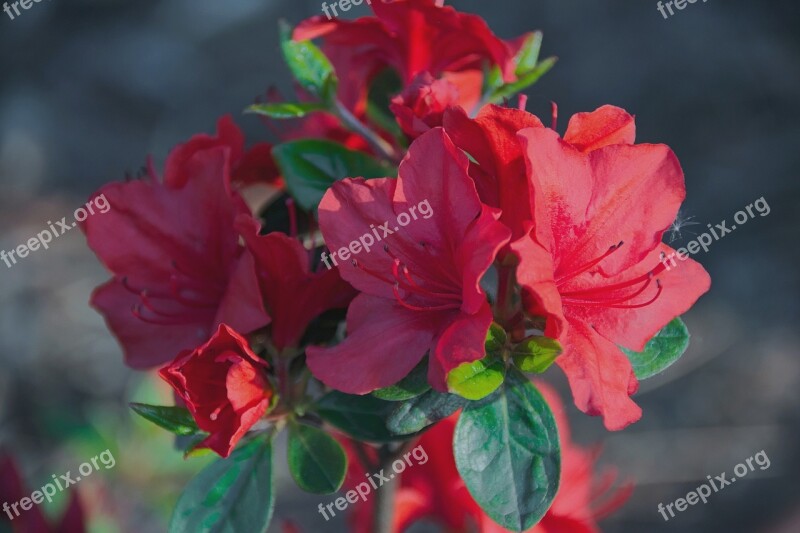 Rhododendron Japanese Azalea Japanese Azalea Rhododendron Macro