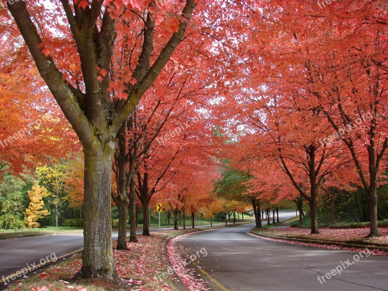 Autumn Fall Trees Scenic October Vibrant