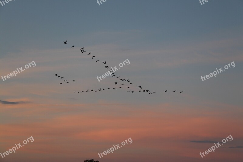 Migratory Birds Birds Migratory Bird Flock Of Birds Swarm