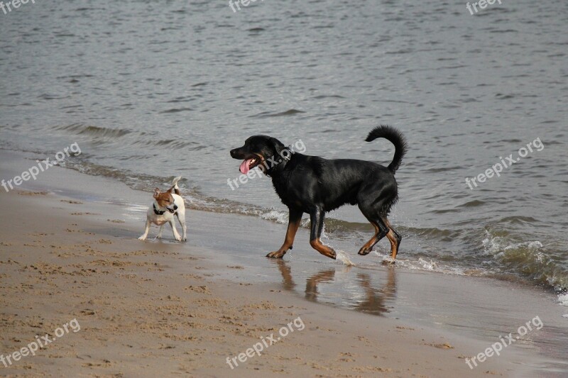 Dogs Elbe Beach Traces Elbe Walk On The Beach