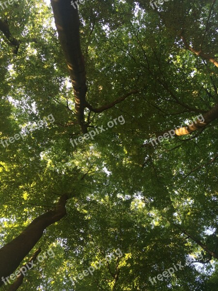 Haltern Am See Trees Color Germany Green