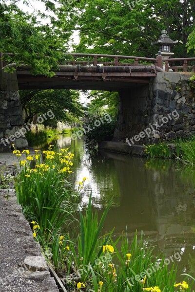 In The Early Summer Early Summer Flowers Yellow Flowers The Waterside Flowers Yellow Iris