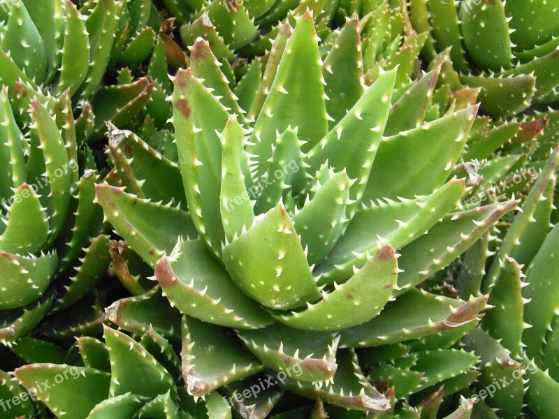 Aloe Brevifolia Aloe Medicinal Succulent Plant Medicinal