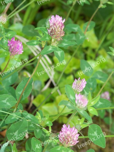 Red Clover Woman's Herb Meadow Free Photos