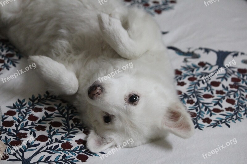 Pommerian Bitch Rani Handa Japanese Spitz