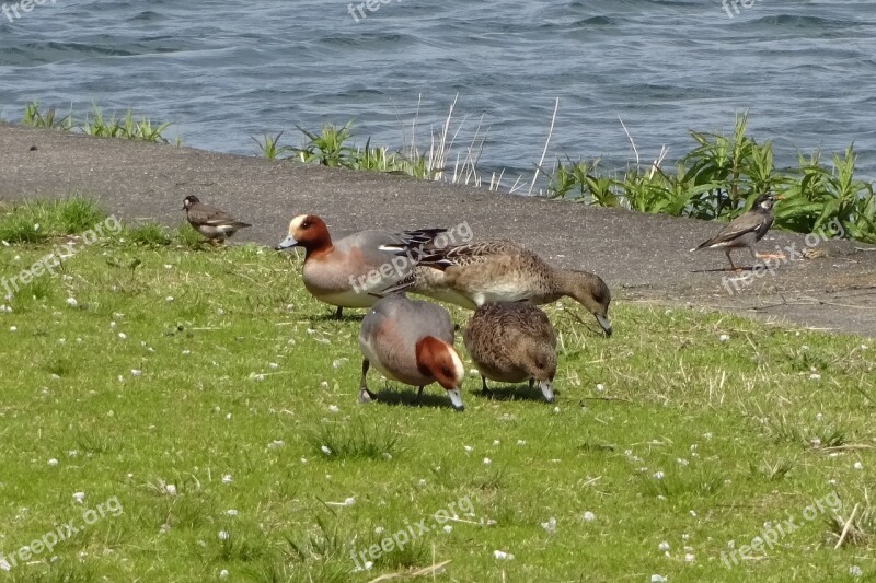 Bird Waterfowl Duck Cute Lake